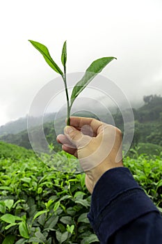 Fresh tea leaf on a girl hand with tea bushes plantation background