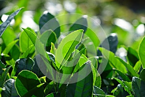 Fresh tea leaves