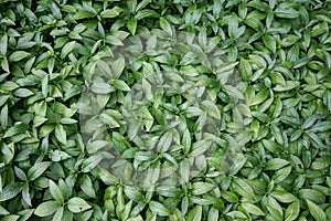 Fresh tea leaves, green background design