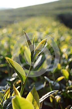 Fresh tea leaves on morning