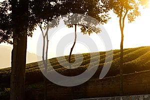 Fresh tea leaves on morning. Tea plantations