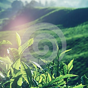 Fresh Tea Leaves at Plantation in Malaysia Concept