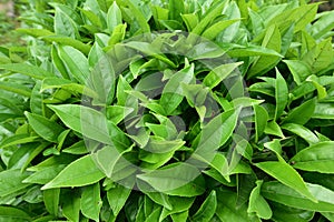 FreshÃÂ teaÃÂ leaves