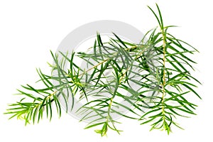 Fresh tea tree leaves isolated on white