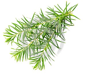 Fresh tea tree leaves isolated on white