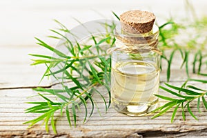 Fresh tea tree twig and essential oil on the wooden board