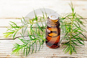 Fresh tea tree twig and essential oil on the wooden board