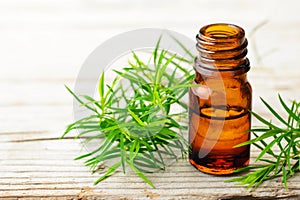 Fresh tea tree twig and essential oil on the wooden board