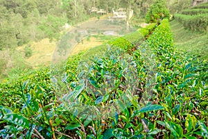 Fresh tea trees in high mountain farm with natural view