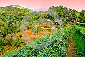 Fresh tea trees in high mountain farm with natural view