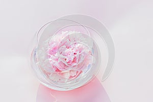 Fresh tender pink peony flower floating in round vase on the pink background. Trendy floral minimalism. Direct sunlight