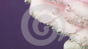 Fresh, tenderness and softness in pink roses in cool clear water. Stock footage. Air bubbles on flower surface, flower