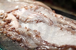 Fresh tentacles in ice