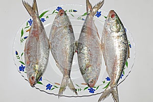 Fresh tenualosa ilisha or hilsa fish in a ceramic plate