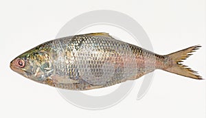 Fresh tenualosa ilisha or hilsa fish on white background
