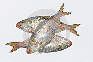 Fresh tenualosa ilisha or hilsa fish on white background