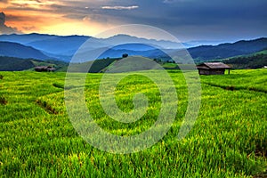 Fresh terrace rice field with mountain range