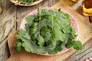 Fresh tetterwort or greater celandine leaves - ingredient for herbal tincture