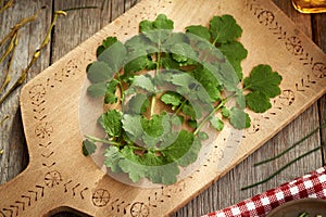 Fresh tetterwort or greater celandine leaves - ingredient for herbal tincture