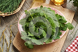 Fresh tetterwort or greater celandine leaves on a table - preparation of herbal tincture