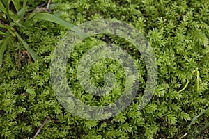 Mnium hornum plant photo
