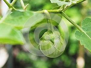 fresh Thai eggplant with green leaves