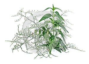 Fresh Thai herbal medicine herbs organic plant leaves Andrographis paniculata. Anti-Covid-19 Properties