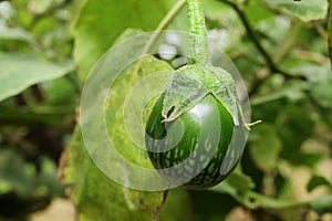 Fresh thai kermit eggplant in garden photo