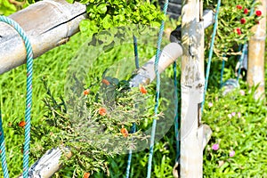 Fresh Thai native flowers decorated with bamboo fences