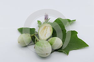 Fresh Thai round green eggplant with fresh leaves and eggplant flower