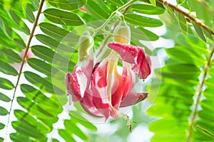 Fresh Thai vegetable Agasta on the tree with green leaf and branch. rainy day. with water drop. I