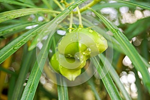 Fresh Thevetia peruviana fruit