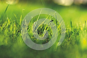 Fresh thick grass closeup with water drops