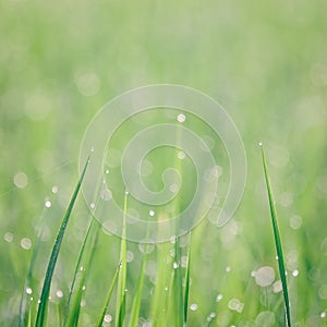 Fresh thick grass with water drops in the early morn