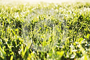 fresh thick grass with water drops in the early morning