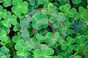 Fresh three-leaved shamrocks as natural green background.  St. Patrick`s day holiday symbol.  Top view. Selective focus