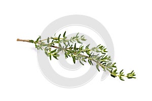 Fresh thyme branch