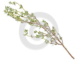 Fresh thyme branch isolated on white background. Fresh thyme spice