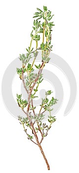 Fresh thyme branch isolated on white background, view from above