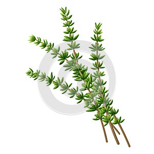 Fresh thyme branch. Vector illustration.