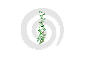 Fresh thyme branch on white background