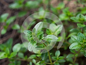 Fresh thyme growing in the garden, selective focus image