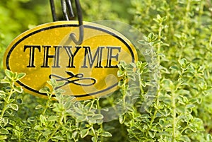 Fresh Thyme Herb