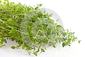 Fresh thyme herb in closeup