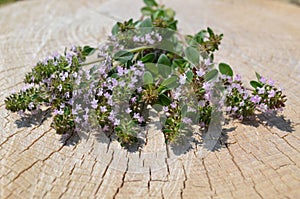 Fresh thyme herb on a stump. Bouquet of thyme