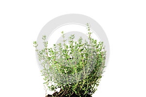 Fresh thyme isolated on white