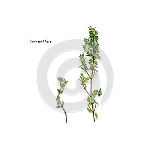 Fresh thyme isolated on white background. Creative layout. Top view, flat lay