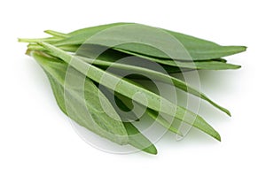 Fresh thyme leaf