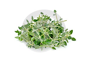 Fresh thyme or Lemon thyme leaf isolated on a white background ,Green leaves pattern