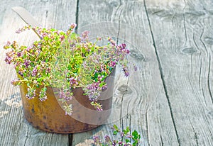 Fresh thyme in a old copper pot